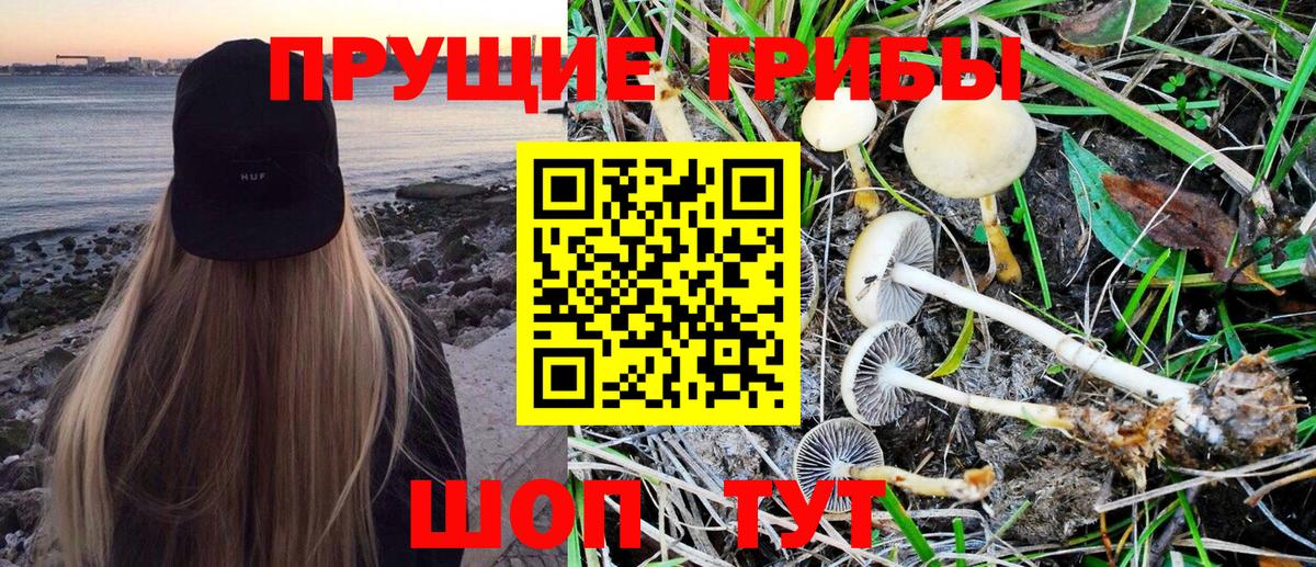 Галлюциногенные грибы Psilocybine cubensis Димитровград